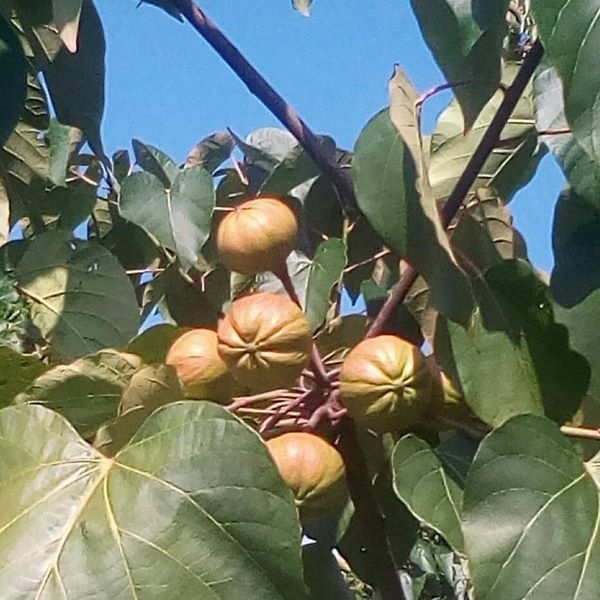 Плоды тунгового дерева