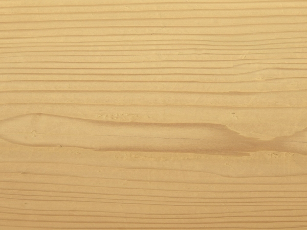 Текстура древесины березы