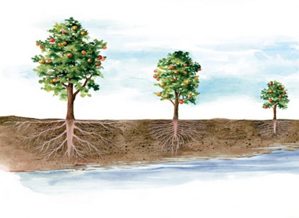 Уровень грунтовых вод можно определить даже по высоте деревьев и кустарников, произрастающих на местности