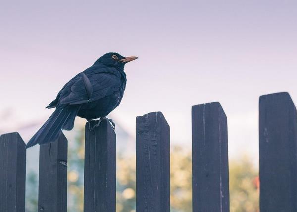 Птица на деревянном заборе