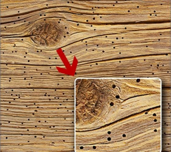 Поврежденная насекомыми-вредителями древесина