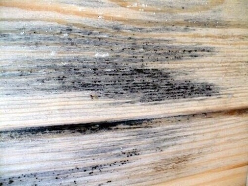 Черный грибок на древесине