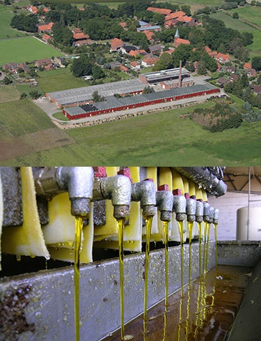 Фабрика Livos и пресс для получения льняного масла на производстве